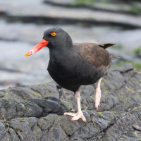 Blackish Oystercatcher